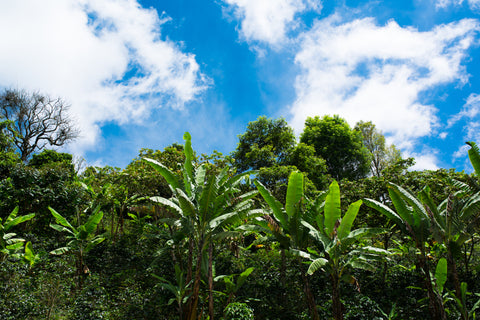 Farmer Feature: Noralba Velandia, Finca El Nogal