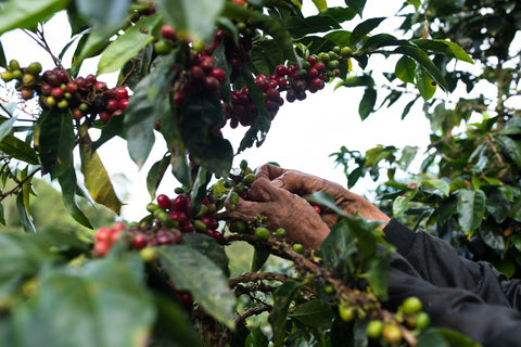 Farm Feature: El Ocaso
