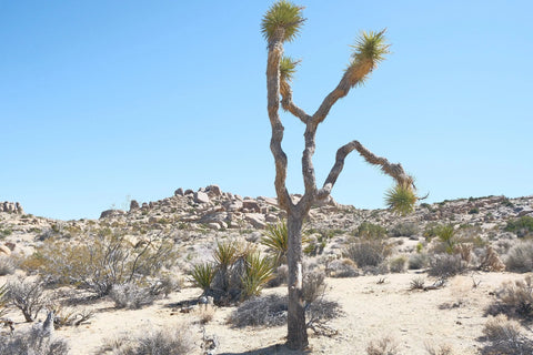 Day 10 Phoenix - Joshua Tree