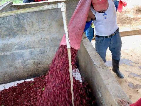 Processing Coffee