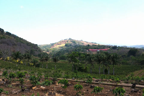 Field Notes: Costa Rica
